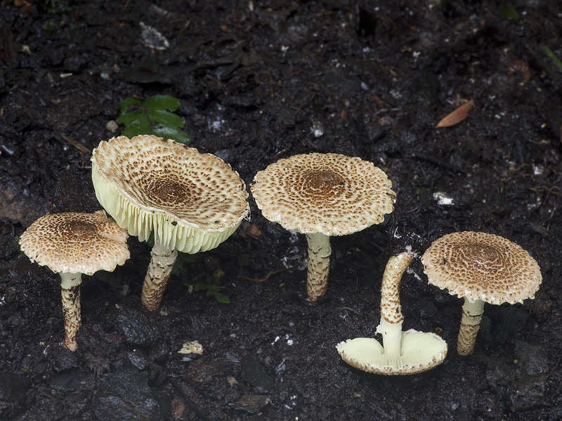 Lepiota elaiophylla